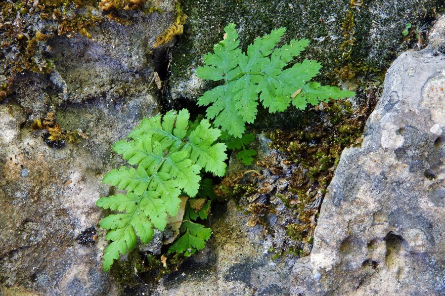 Asplenium cfr. onopteris   (Pteridopsida - Aspleniaceae)